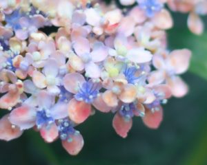 [ゆるケア365日]　PMSってなに？